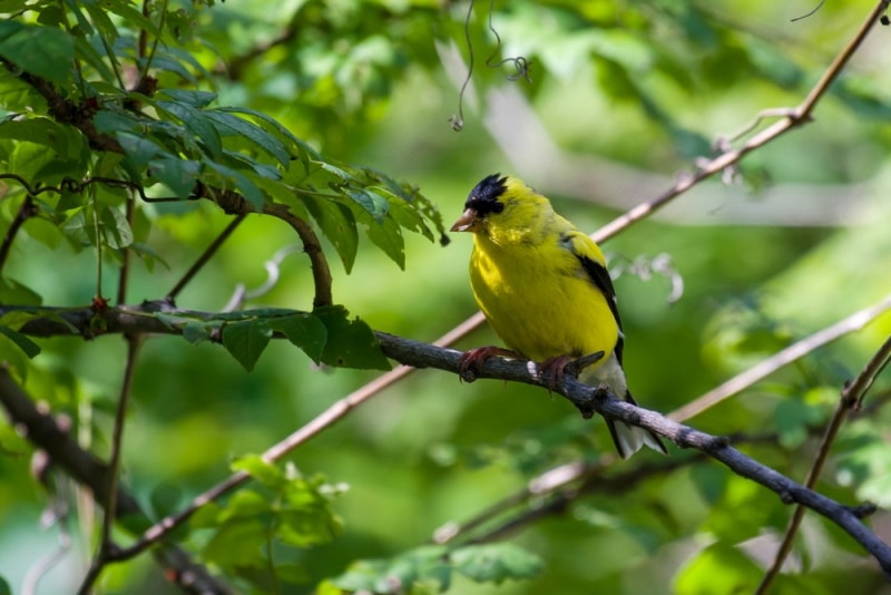 american goldfinch perching