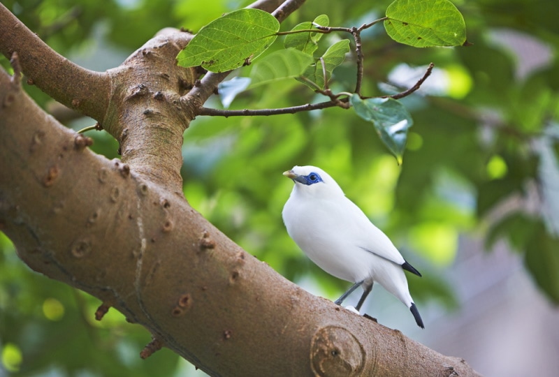 bali myna perching