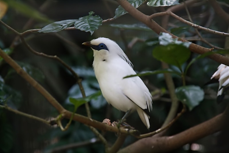 bali myna perching