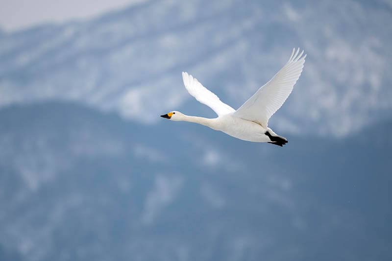 Do Swans Migrate? Types, Facts, & FAQ Optics Mag