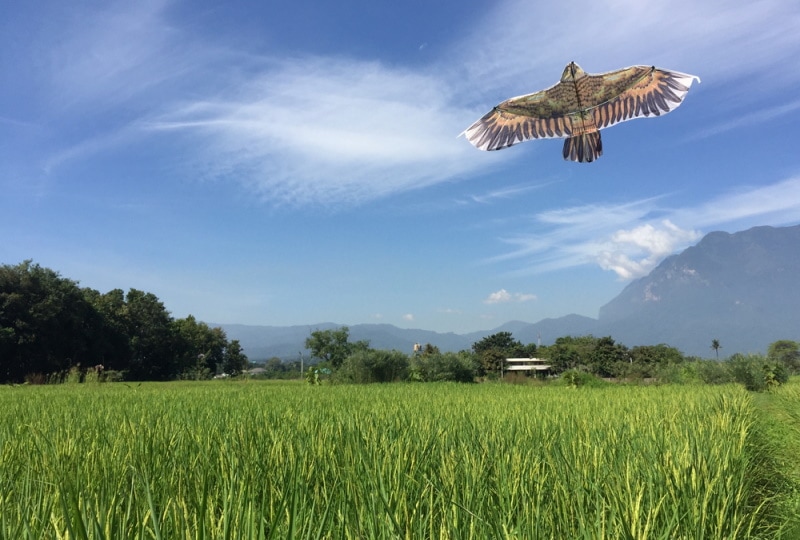 bird shape kite in rice field