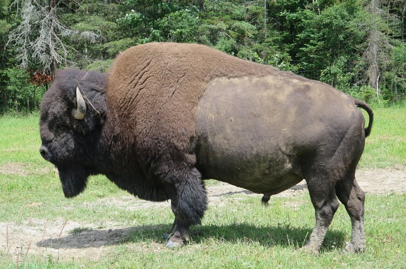 bison in the wild