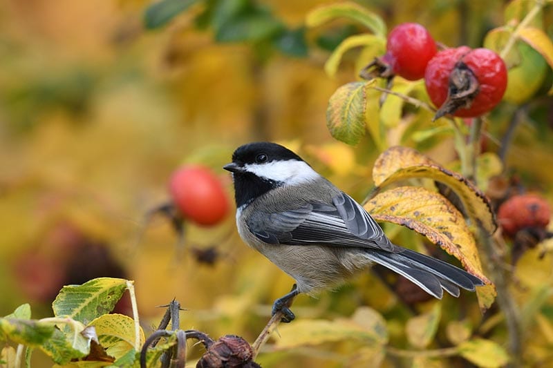 black-capped chickadee bird perching on tree branch