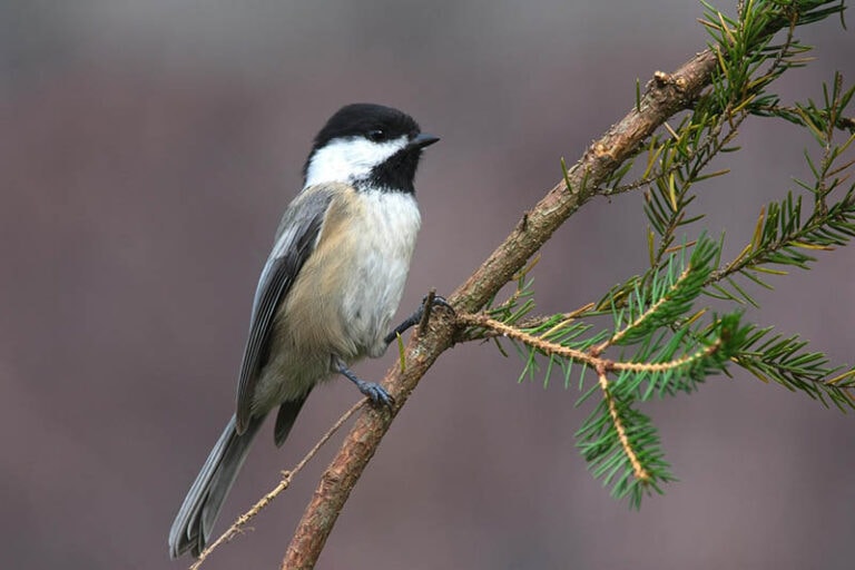 Male vs. Female BlackCapped Chickadees How to Tell the Difference