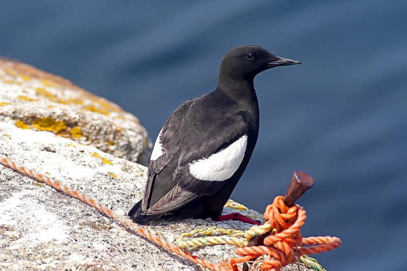 black guillemot bird