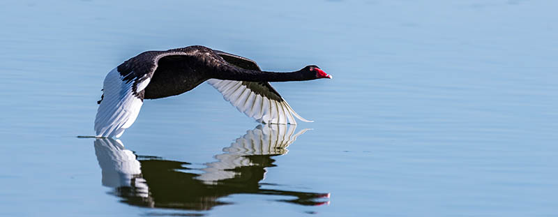 Black Swan in flight
