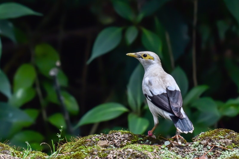 black winged starling on the grass
