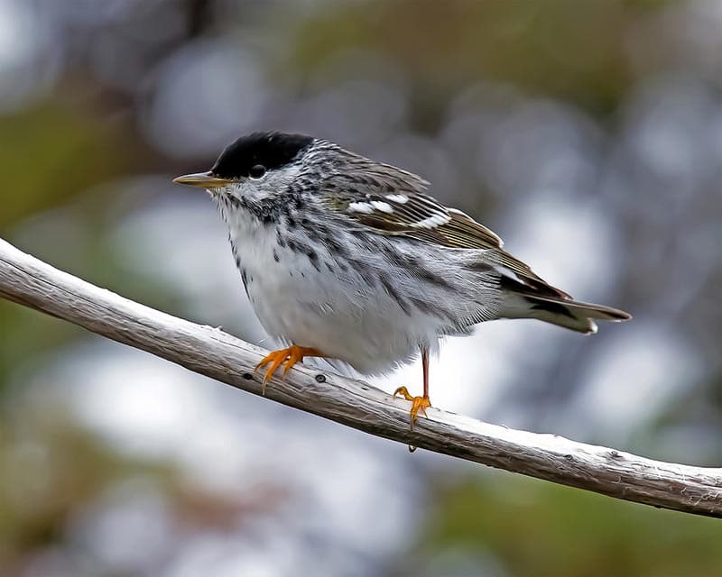 blackpoll warbler bird perching on tree branch