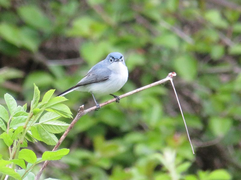 blue-gray gnatcatcher bird perching a tree branch