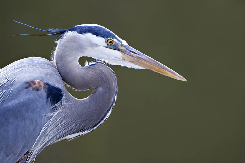 blue heron close up