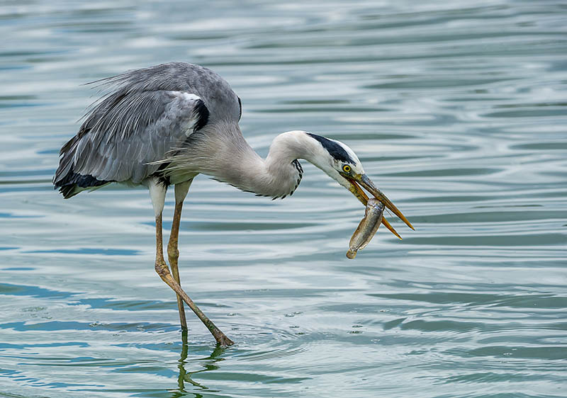 blue heron eating fish