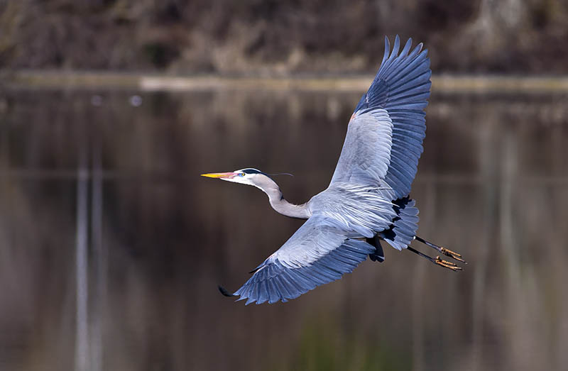 blue heron flying