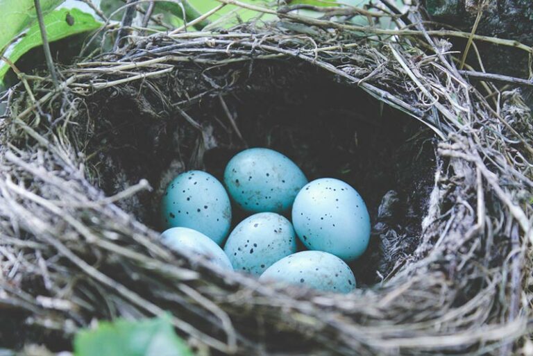 Blue Jay Eggs vs. Robin Eggs How to Tell the Difference Optics Mag
