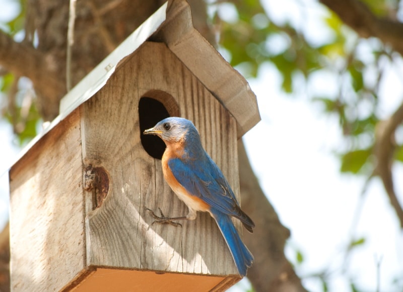 bluebird perching in birdhouse