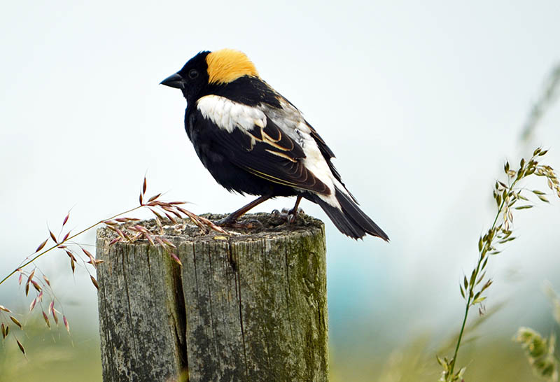 Bobolink perched on fence