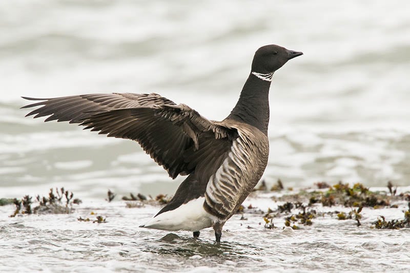 Brant goose stretching its wings
