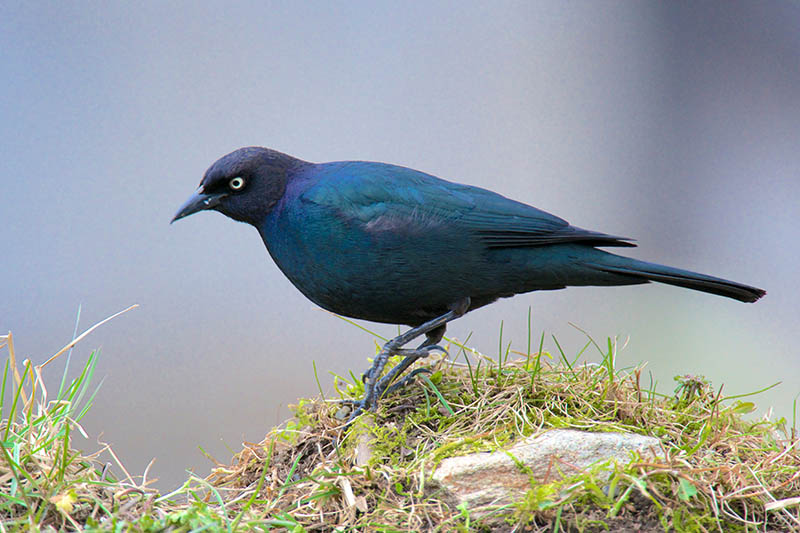 Brewer's blackbird hunting for food