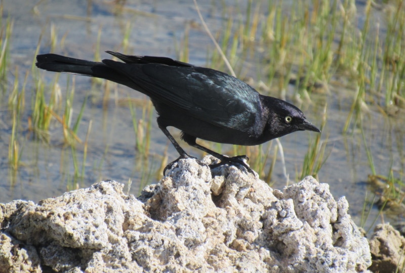 brewer's blackbird perching on rock