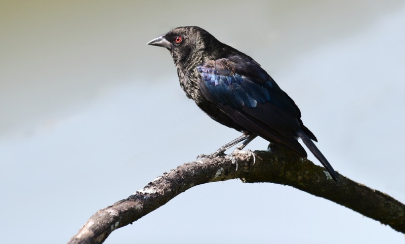 bronzed crowbird