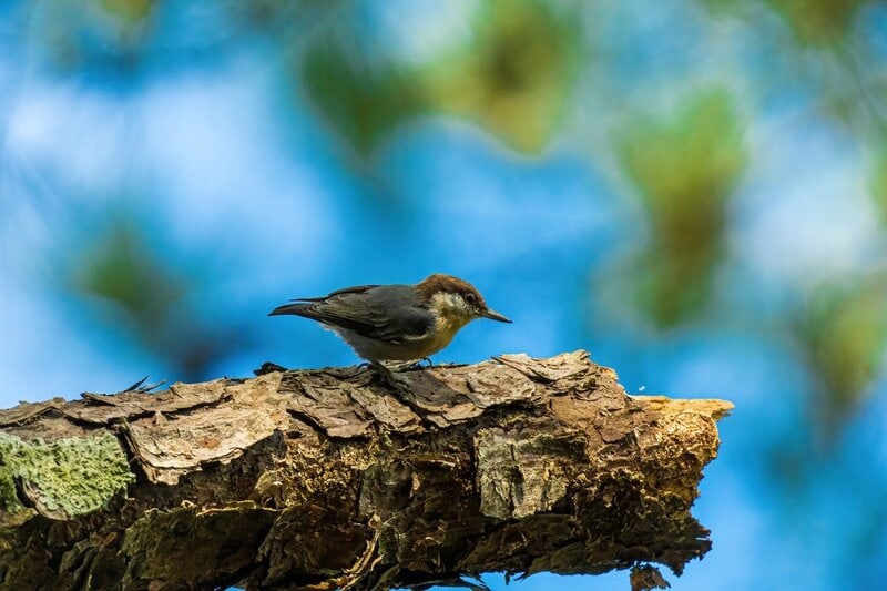 brown headed nuthatch bahama nuthatch stand-in