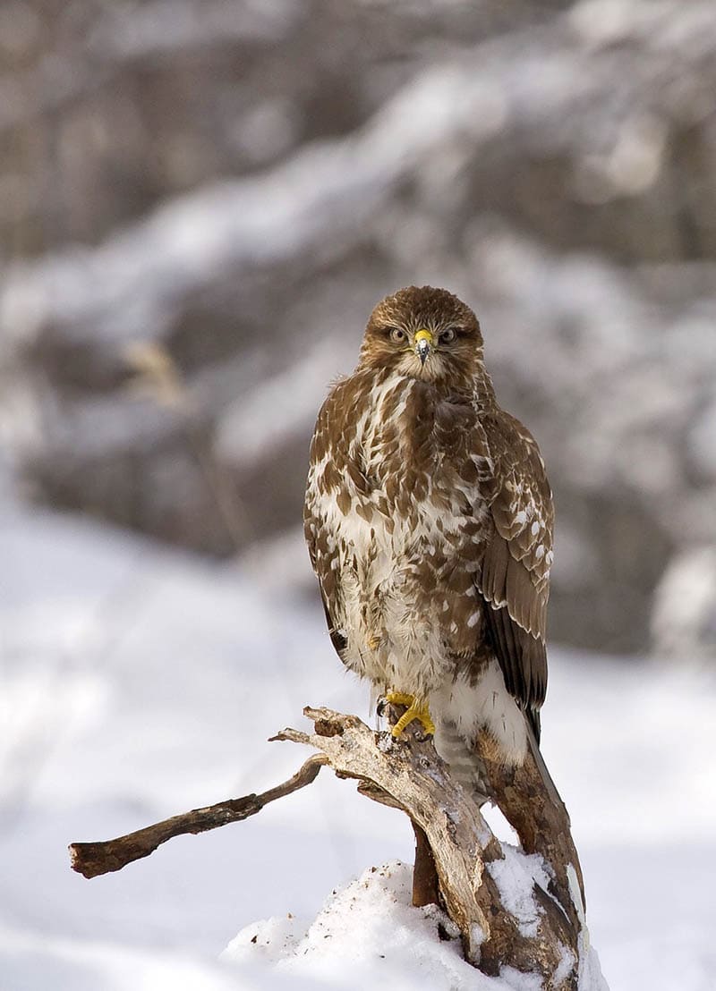 Are Buzzards Dangerous to Humans or Pets? What to Know! Optics Mag