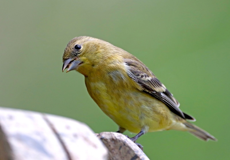 canary bird