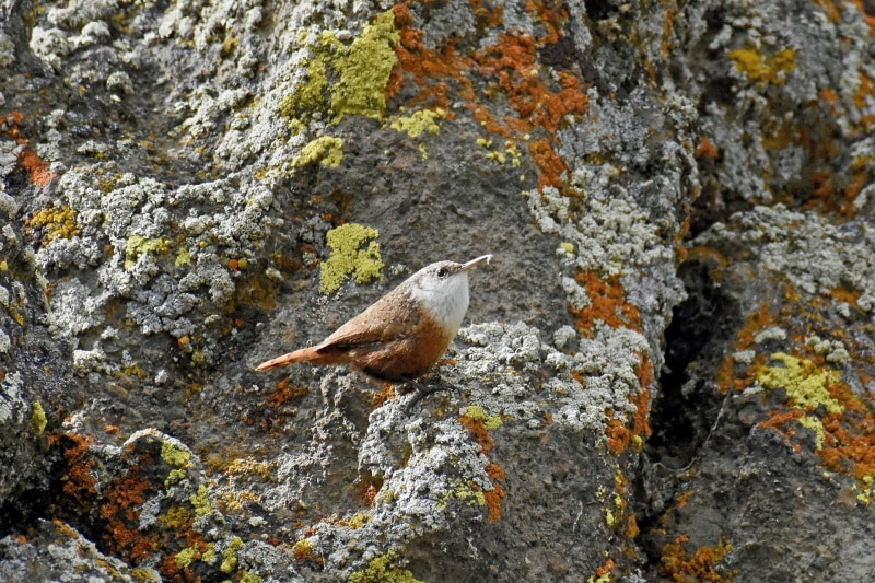 canyon wren bird