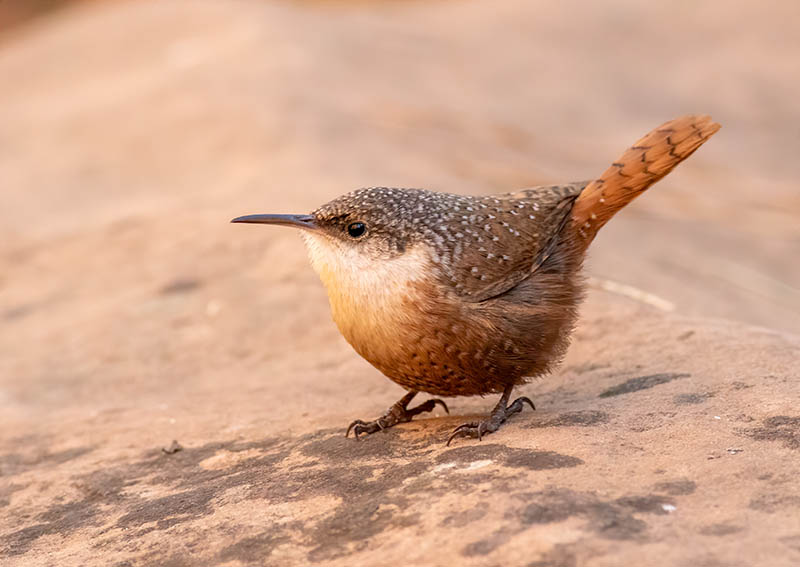 canyon wren perched on a stone