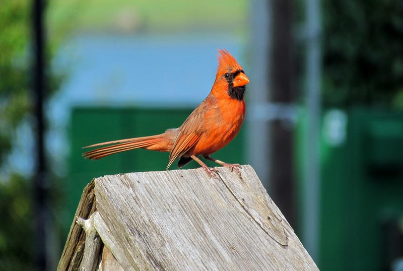 cardinal perched on bird house