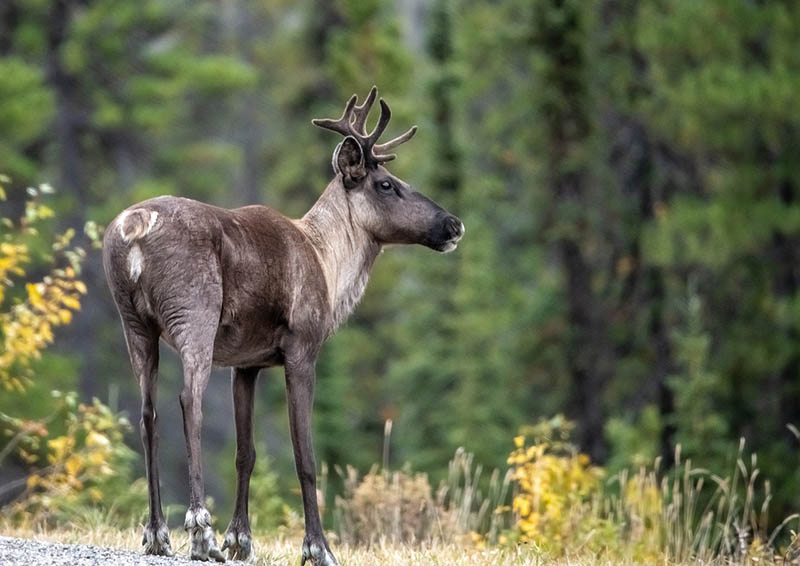 What Can You Hunt in Alaska? 14 Common Game Species Optics Mag