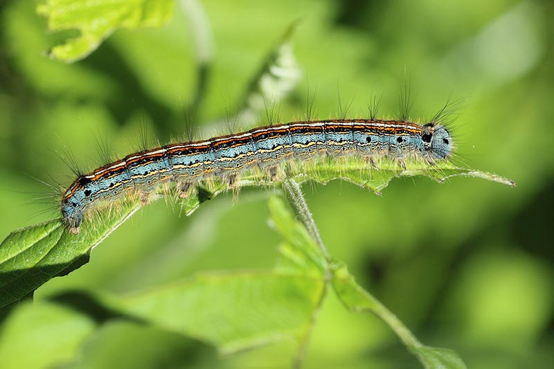 caterpillar on a leaf