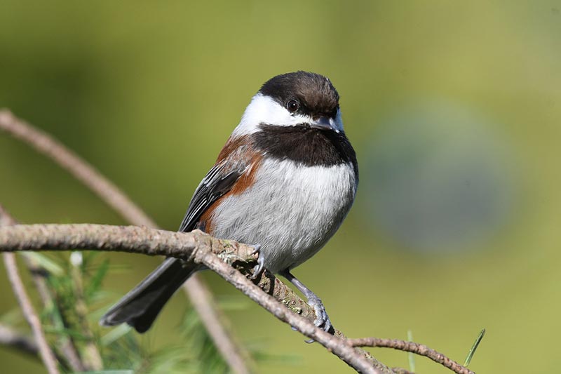 chestnut-backed chickadee bird perching on a tree branch