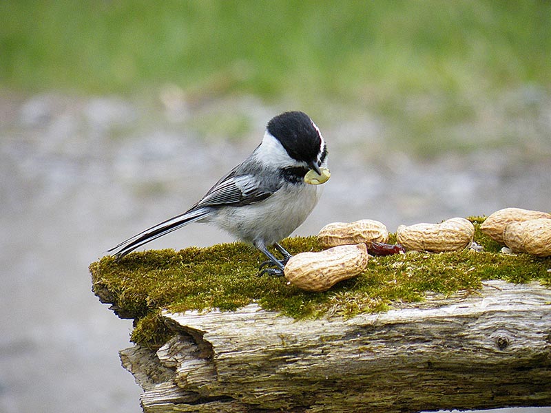 chickadee bird eating peanuts