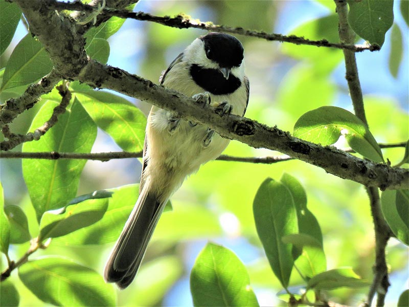 chickadee bird perching on tree branch