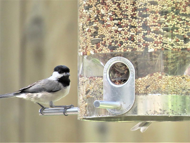 How To Attract Chickadees to Your Yard (7 Great Ideas) - Optics Mag