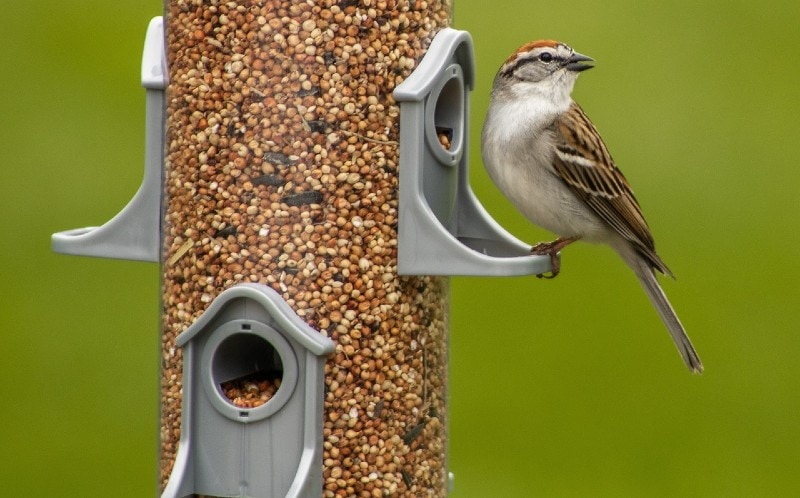 chipping sparrow on a bird feeder
