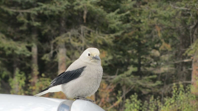 clarks nutcracker bird