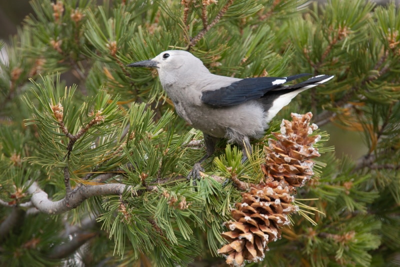 clark's nutcracker perching on tree branch