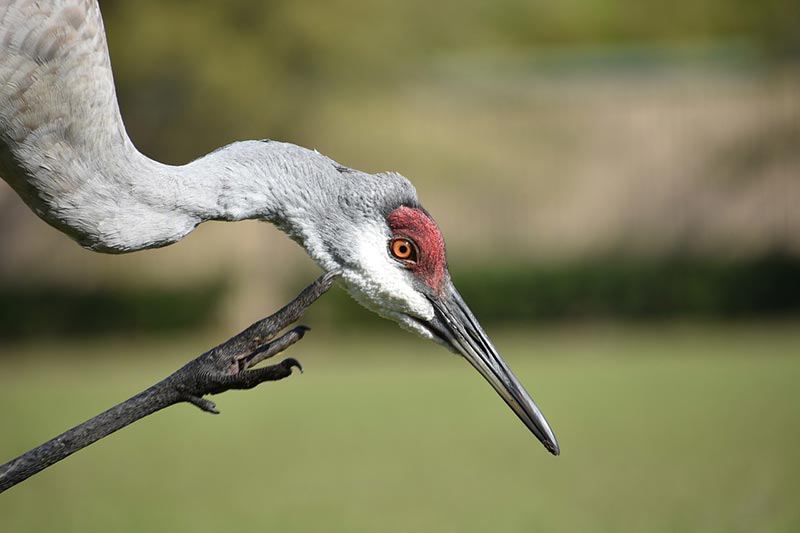 Can You Hunt Sandhill Cranes? Everything You Need to Know! Optics Mag
