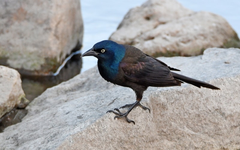 common grackle on the rock