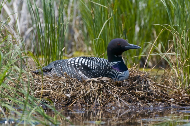 common loon bird in the grass