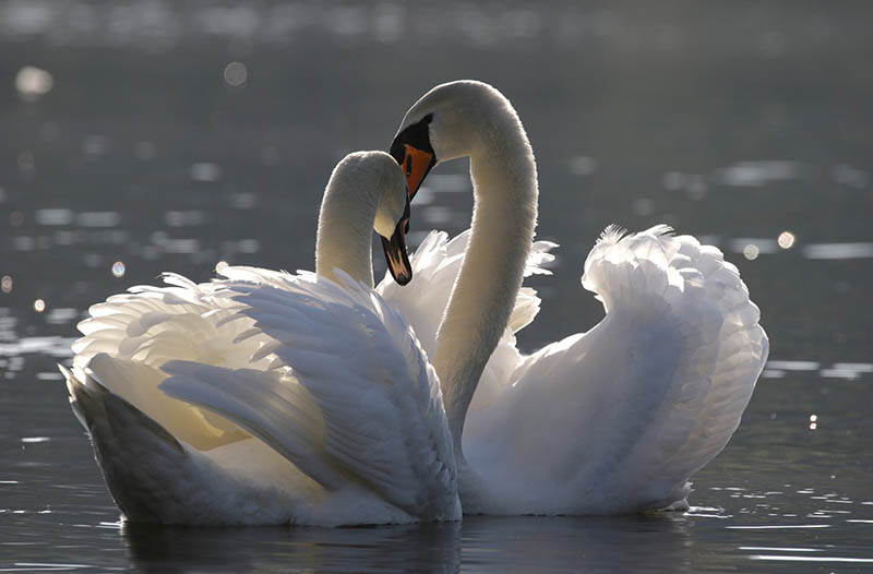couple of swan in the water