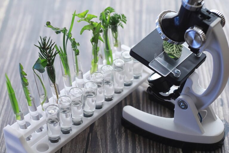 What Does Grass Look Like Under a Microscope? (With Pictures!) Optics Mag