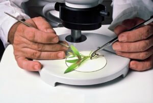 What Are Dissecting Microscopes Used For? What to Know! - Optics Mag