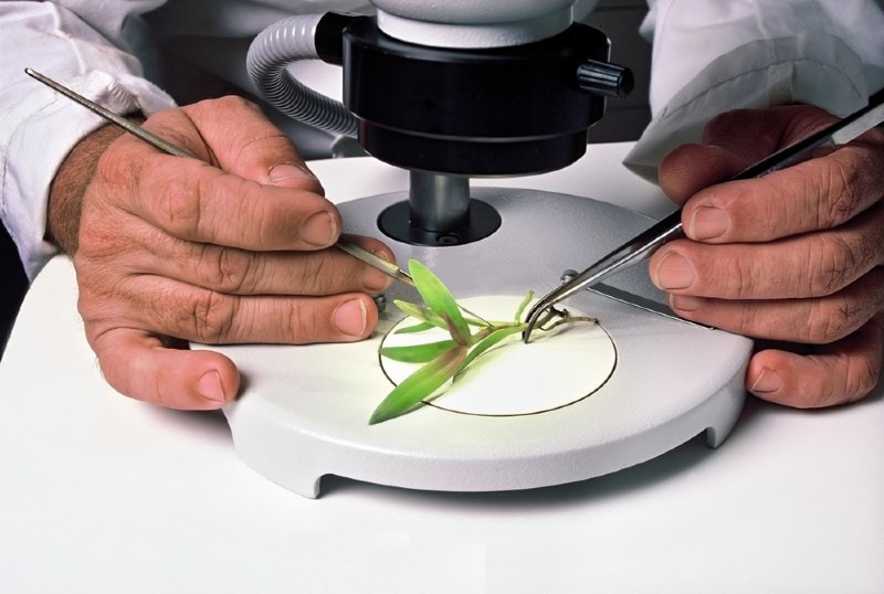dissecting plant under a microscope
