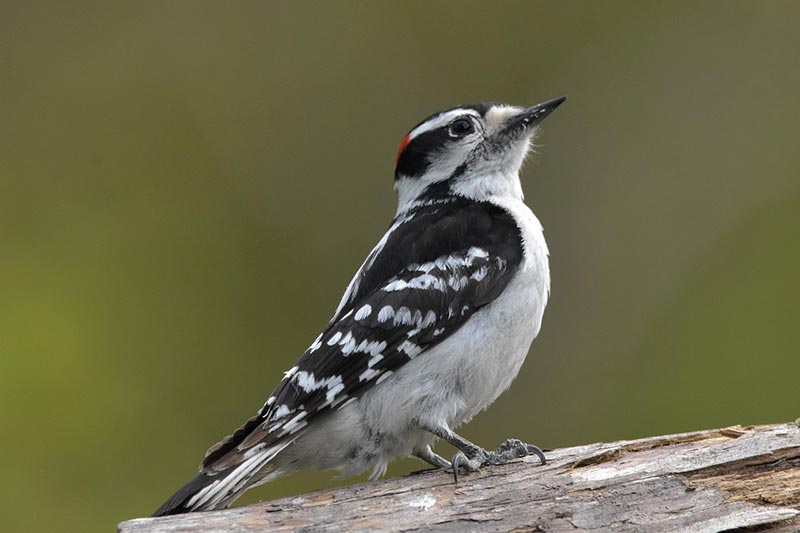 downy woodpecker bird perching on a tree