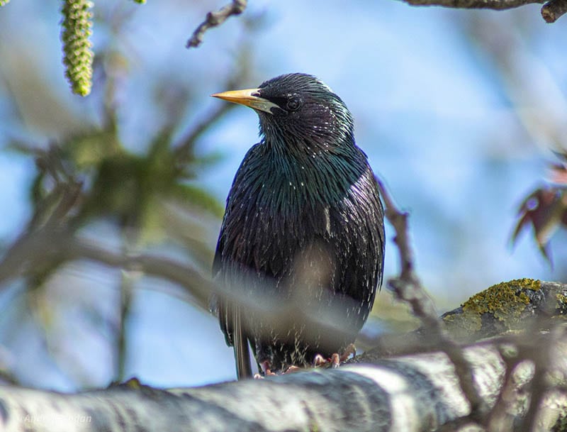 european starling perched