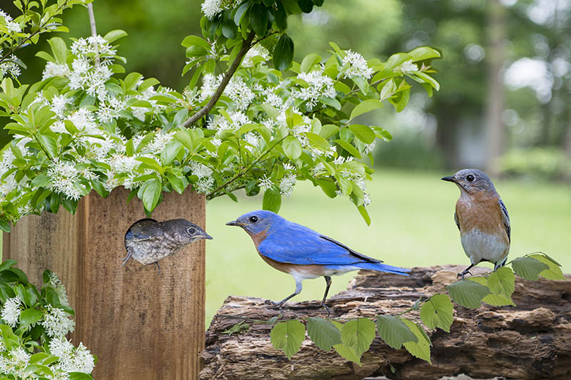 Family of Eastern Bluebirds
