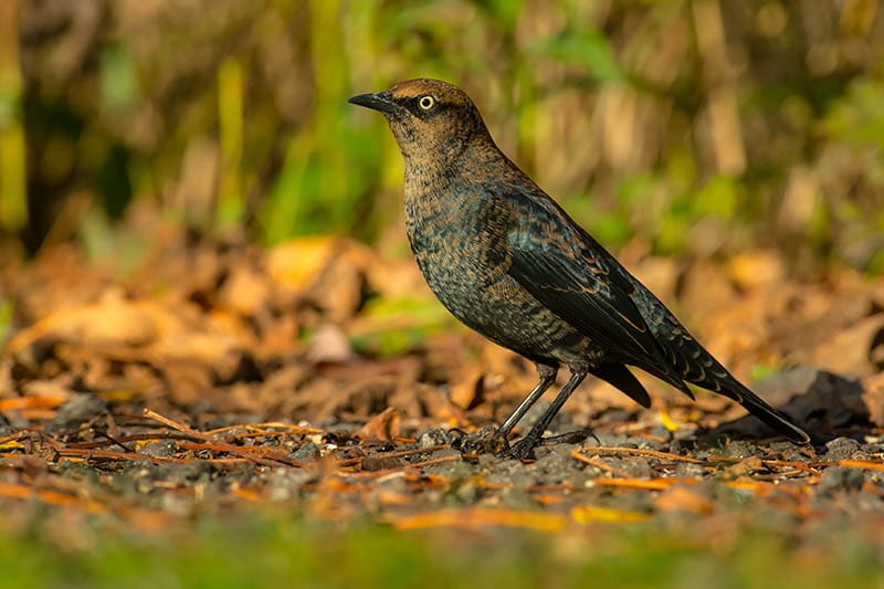 female Rusty Blackbird on the ground