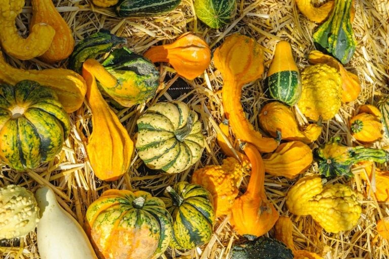 How to Dry Gourds for Birdhouses in 13 Easy Steps (With Pictures) Optics Mag